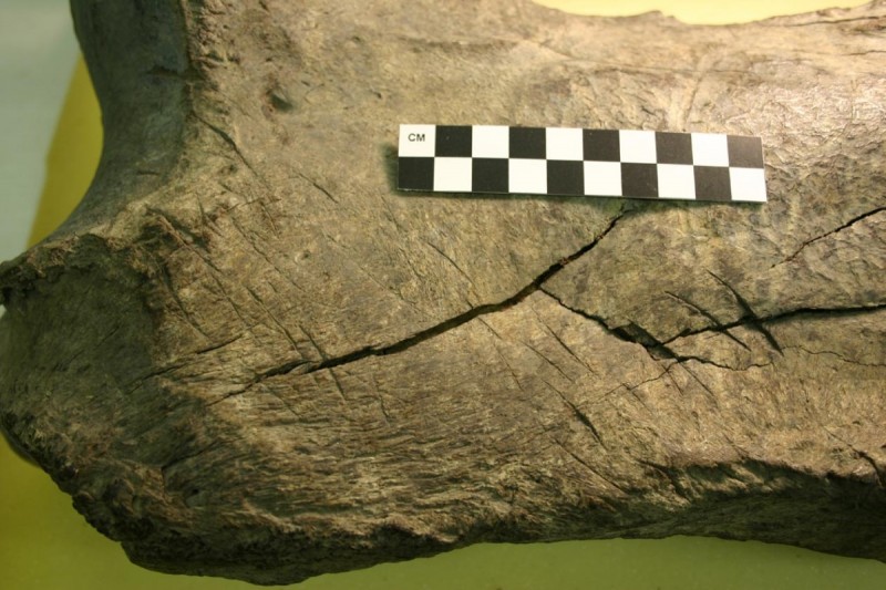 marks on giant sloth bone
