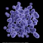 Methicillin-resistant Staphylococcus aureus 