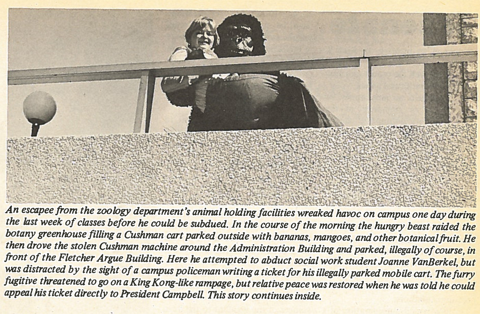 Zoology gorilla, 1977.