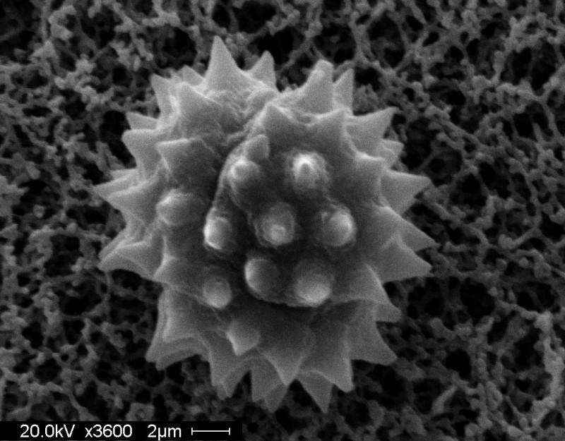 Pollen grain is from balsam ragwort  (Senecio pauperculus, Asteraceae)