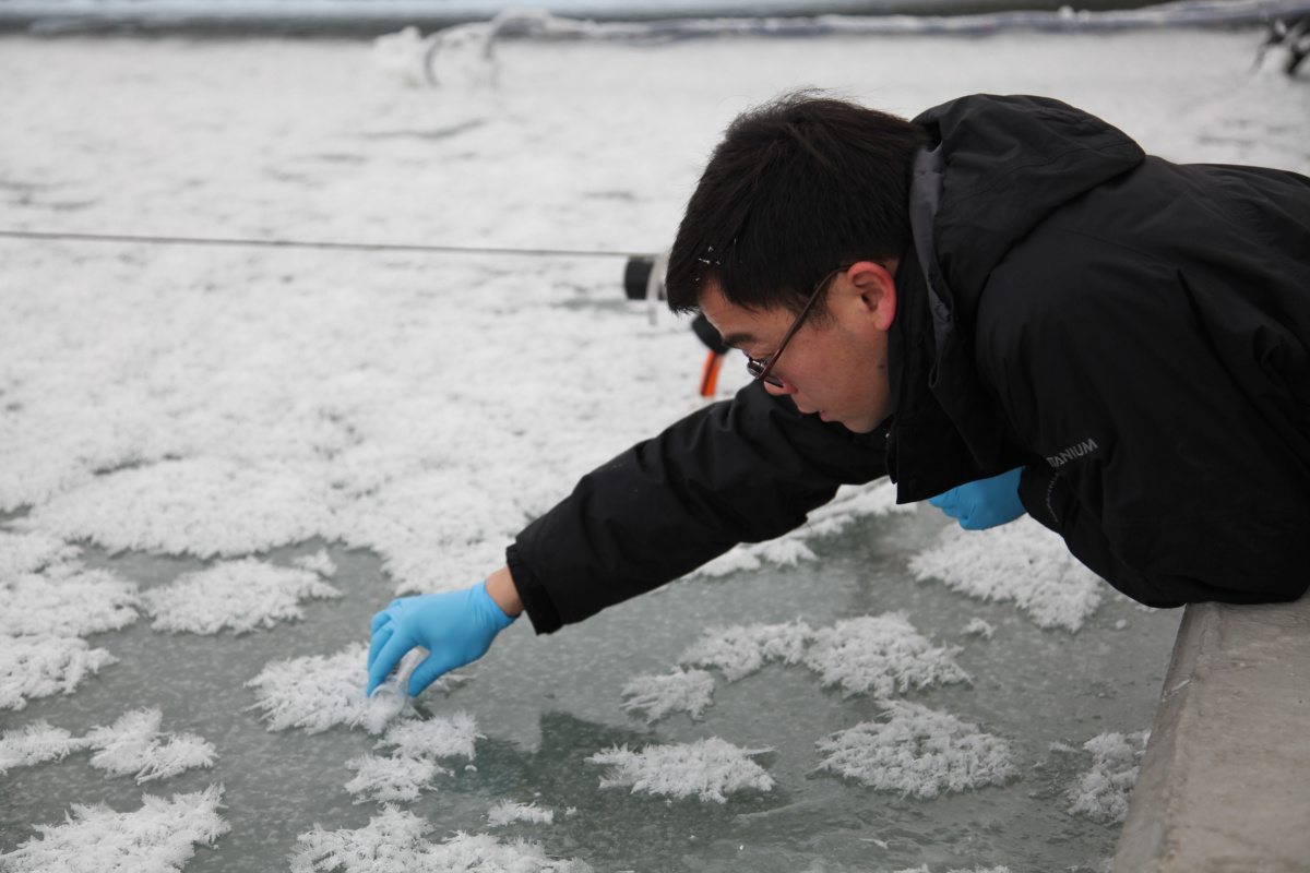 Feiyue Wang collecting frost flower samples for study. // Photo by BeiBei Lu
