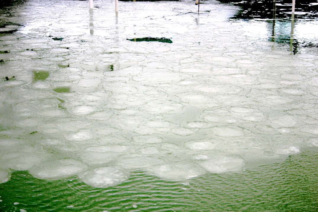 Dec. 06, 2011: First pancake ice formed at SERF. // Photo by David Mosscrop