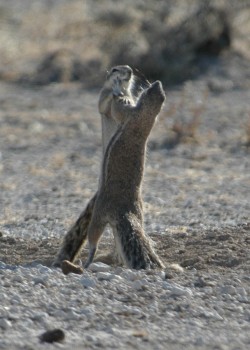 Male Cape ground squirrels in Namibia play fighting // Photo: Jane Waterman
