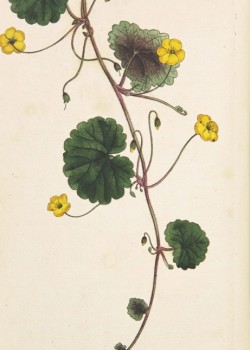 An illustartion of a yellow flowering plant from an old botanical book