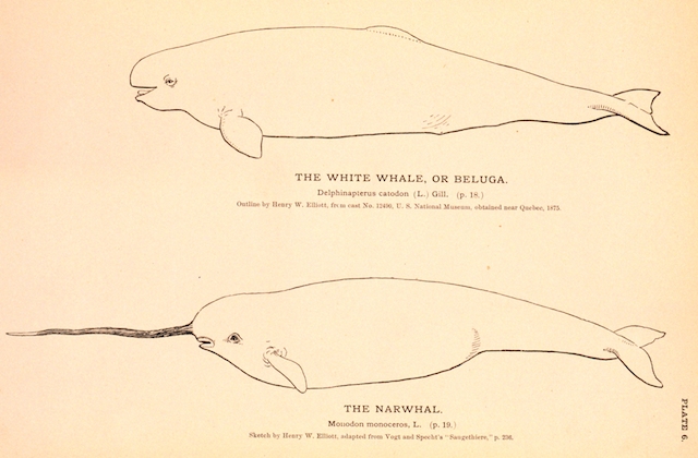Narwhal and Beluga scientific drawing