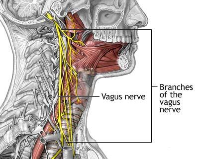 vagus nerve