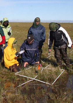 grad students in a marsh in Churchill. They are covered to protect themsleves from bugs as they map out a section of the marsh to study