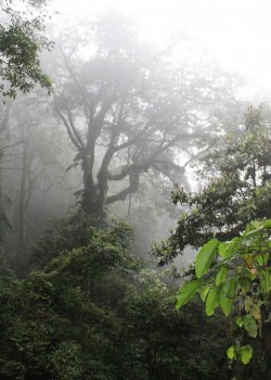 The lush broadleaf evergreen forests of Tam Dao National Park were perpetually covered in fog during our visit. This park has a remarkable diversity of plants including those more typical of temperate climates such as maples (Acer spp., Sapindaceae), ashes (Fraxinus spp., Oleaceae), and elderberrys (Sambucus spp., Caprifoliaceae).