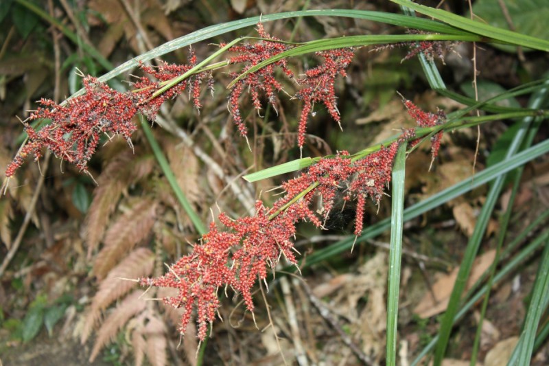 Carex baccans is one of the most common and widespread sedge species in Indo-China. The bright red perigynia (part of the fruiting structure in sedges) are probably attractive to birds and other animals.