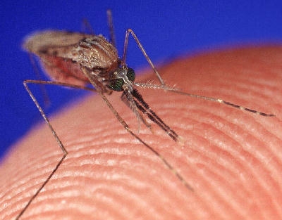 Outsized bite: A way to beat the tiny and perpetually bothersome mosquito?