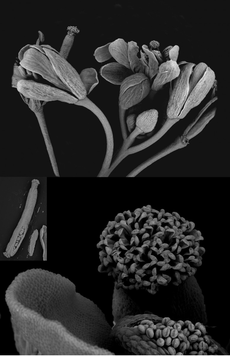 The flowers of an Arabidopsis plant, one of the most studied plants in science