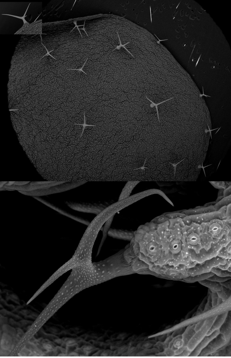 On the top, a "birds eye" view of the leaf's trichome distribution. Below, another type of trichome on the ARAPIDOPSIS SURFACE. THE HOLES — STOMA — ON THE RIGHT OF THE STRUCTURE ARE USED FOR GAS EXCHANGE.