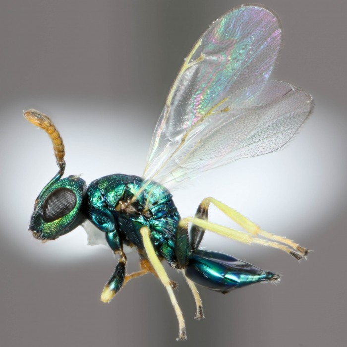 Pteromalid wasp