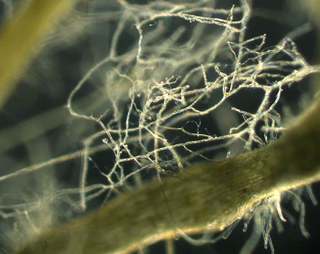 Mycorrhizal fungus, a master of absorbing micronutrients