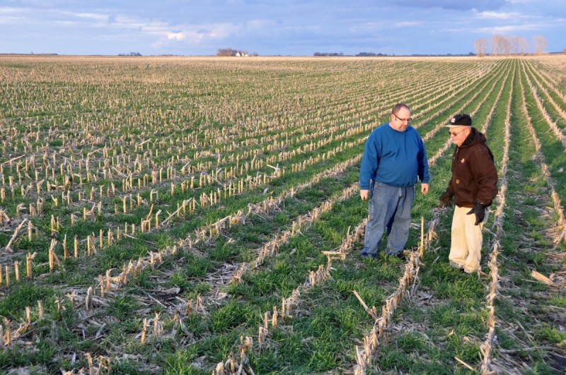 framers admiring cover crop