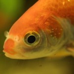 goldfish-wikimedia-commons-150x150