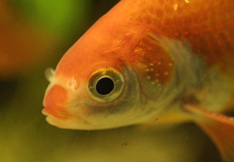 Goldfish // Wikimedia commons