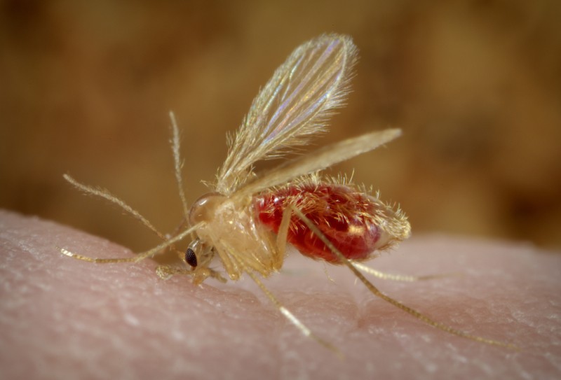 Phlebotomus papatasi, the sand fly // Photo: Frank Collins