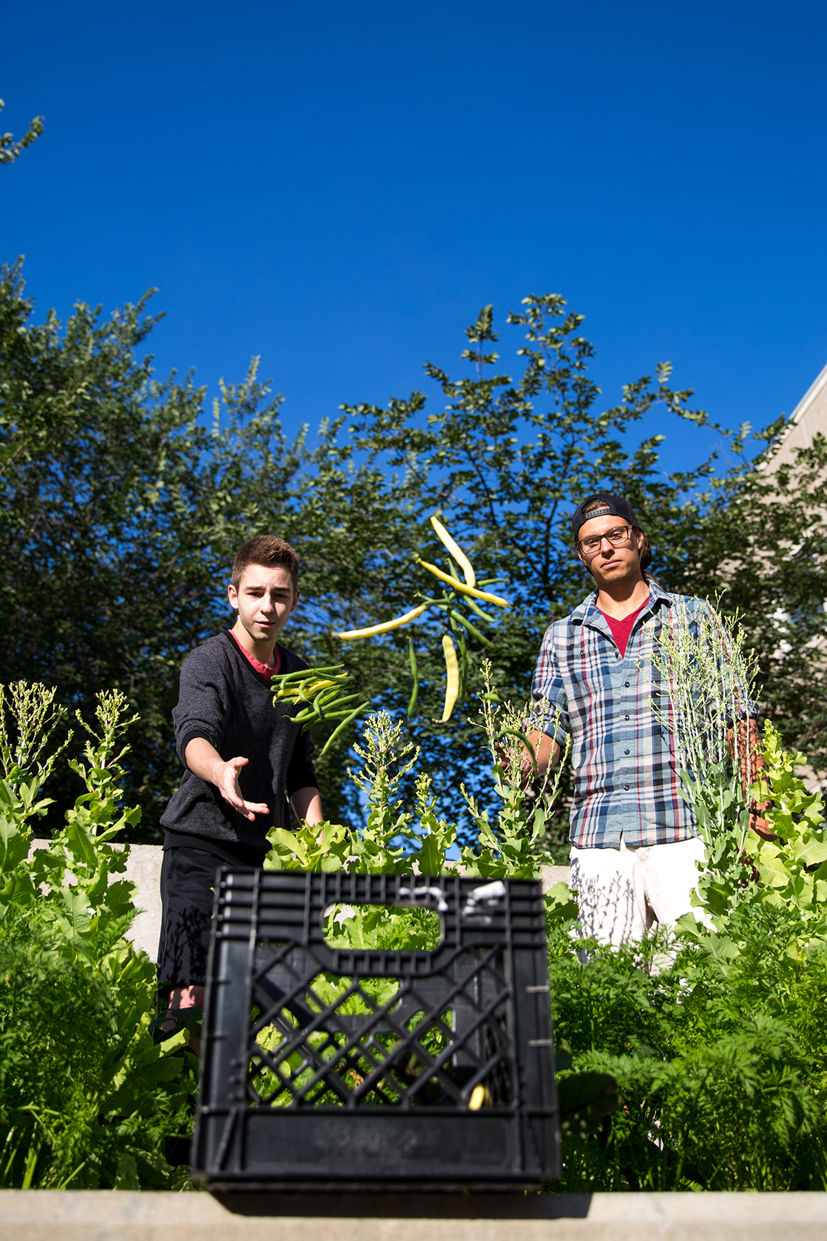 Harvest time at the UMSU campus garden // Photo by Adam Dolman
