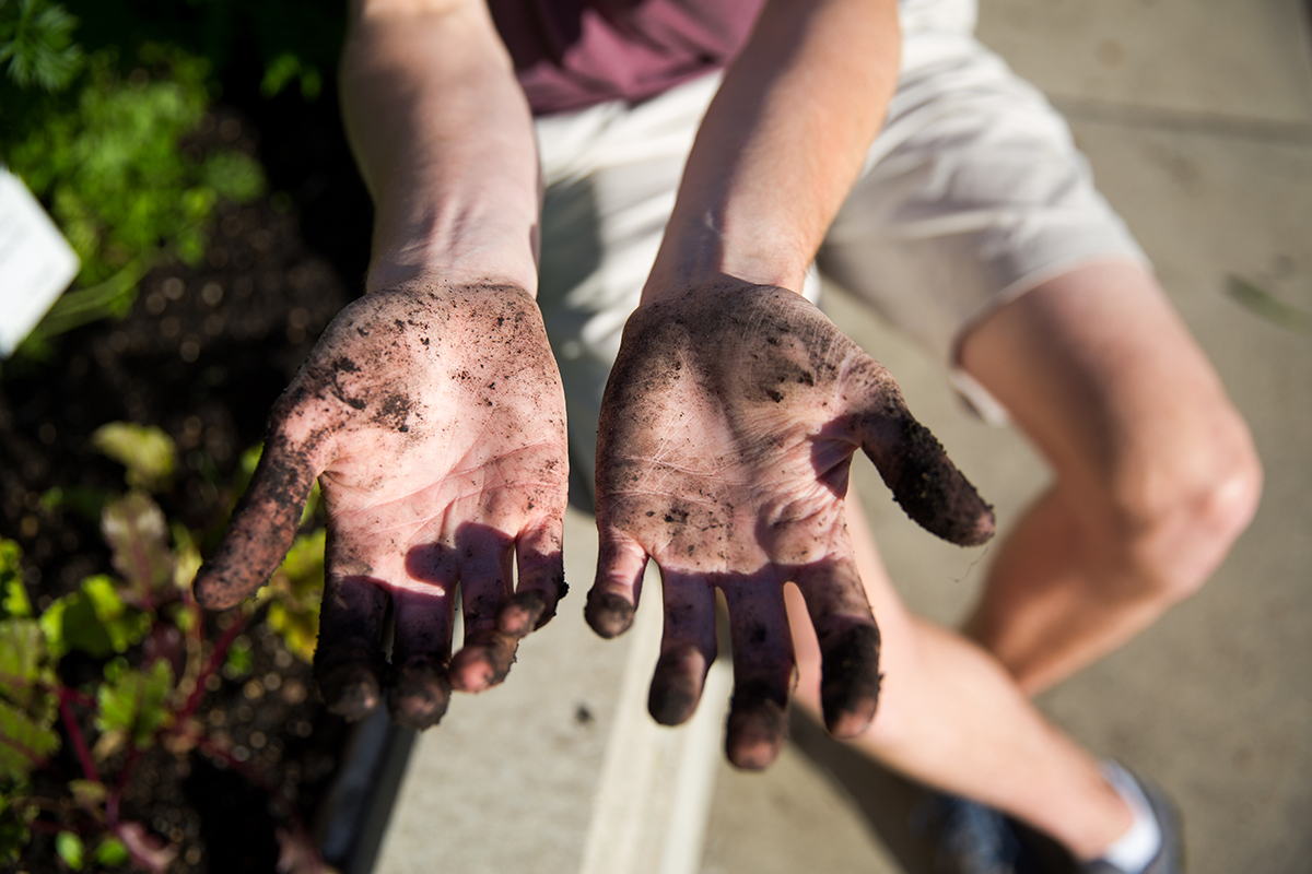 Hands of a gardener working at the UMSU campus garden // Photo by Adam Dolman