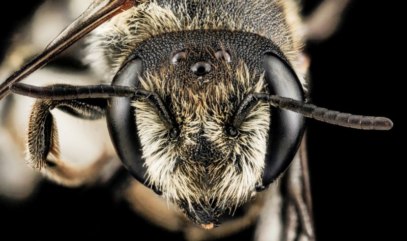 Help feed a nesting bee // Photo USGS Bee Inventory and Monitoring Lab.
