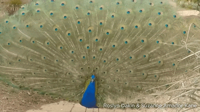 peacock gif