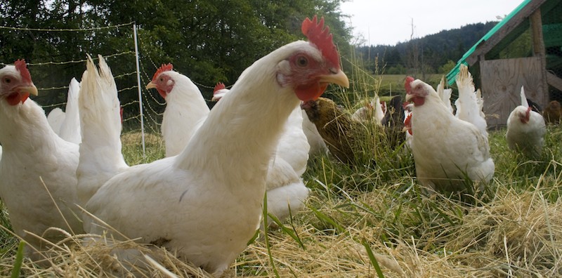 Free range chicken // Wikipedia