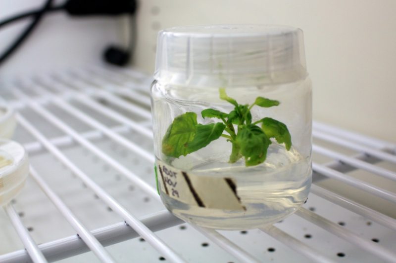 Undergraduate student Vanessa Hoi is working on growing genetically modified canola plants that will have bigger and better seeds. // Photo by Kaitlin Vitt