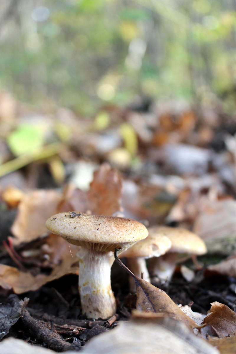 honey-mushrooms-armillaria-mellea-or-pidpenky-photo-by-kaitlin-vitt