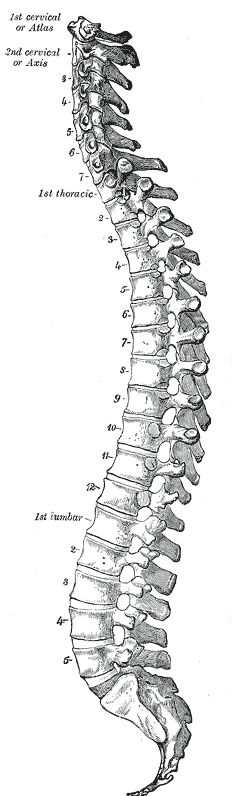 spinal-cord-grays-anatomy