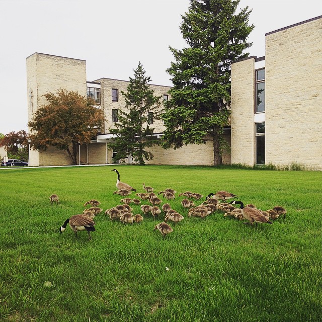 Geese on campus, outside St. Paul's College
