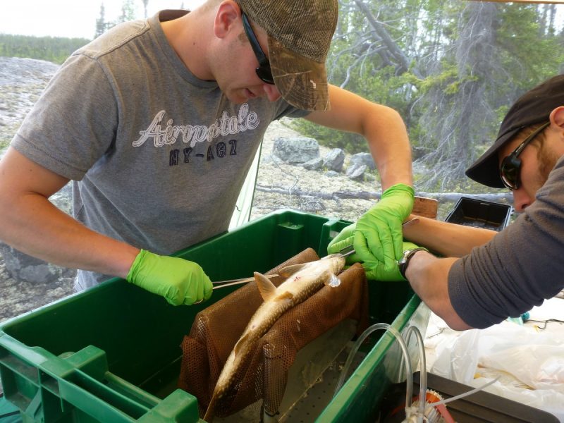 U of M PhD student Matthew Guzzo inserts a telemetry tag into a Lake Trout. It will harmlessly record valuable information. 