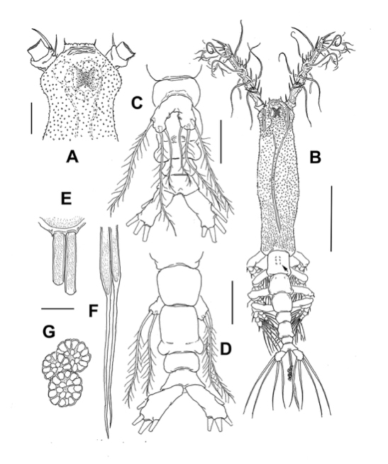 Monstrillopsis planifrons, taxonomic drawing
