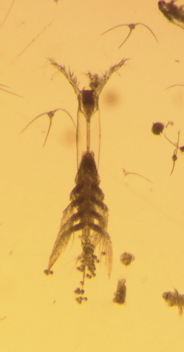 Monstrillopsis planifrons, or flat headed monster // Photo: Aurelie Delaforge