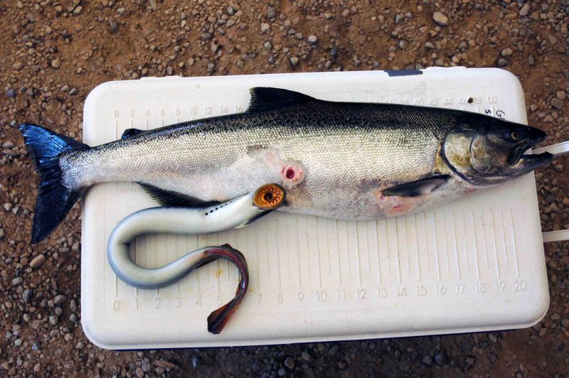 Salmon with sea lamprey injury. // Credit: Ted Lawrence.
