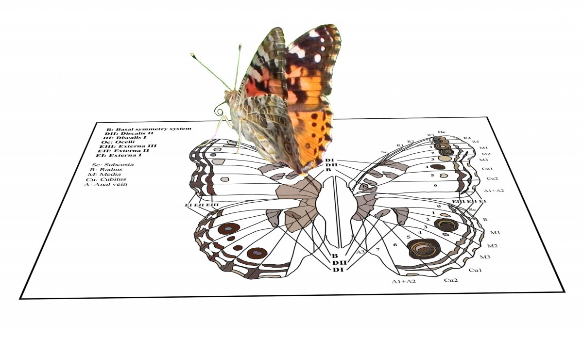 Graphic showing a painted lady butterfly (Vanessa cardui) walking on a diagram of butterfly wing veins and color patterns. Image credit: R. Abbasi