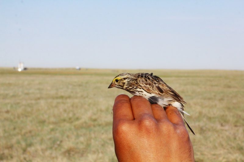 Savannah Sparrow sits on a hand // Photo: Clair Curry