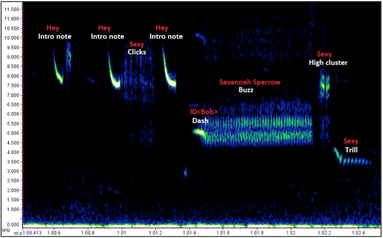 Sonagram of a Savannah Sparrow song at control sites in Brooks, Alberta. Image was created in Raven Pro 1.4 (Cornell Lab of Ornithology). 