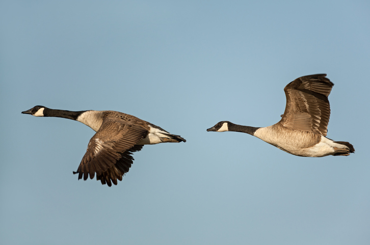 Two Flying Canada Geese (Branta canadensis).