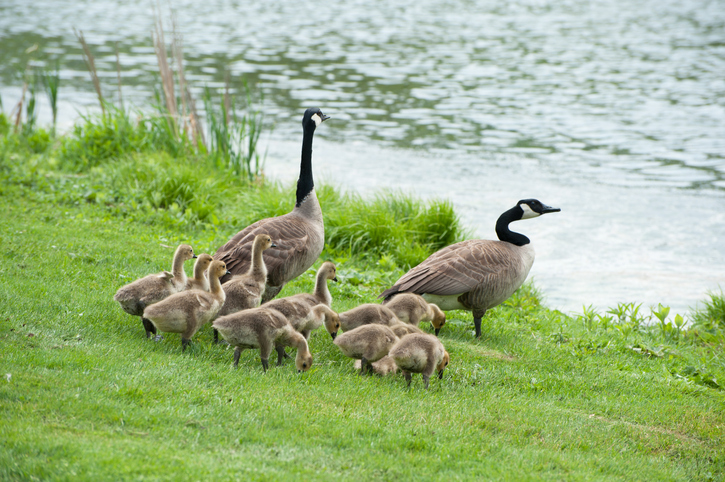 Canada geese and goslings feeding on grass.
