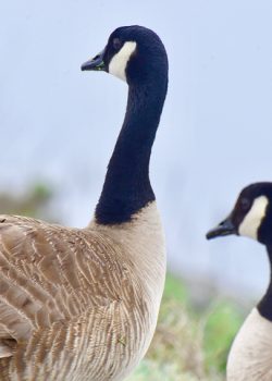 The Canada Goose is a large wild goose with a black head and neck, white cheeks and chin and a brown body.