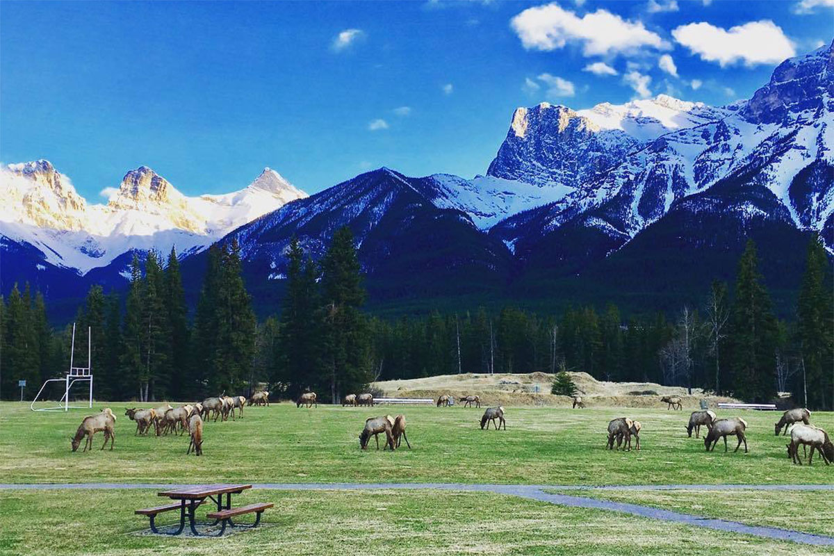 Elk in Canmore.