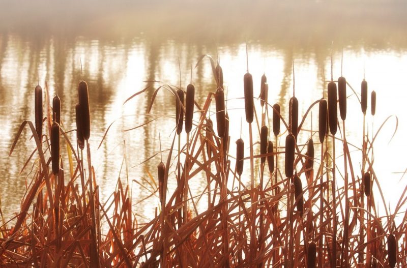 water wetland reeds