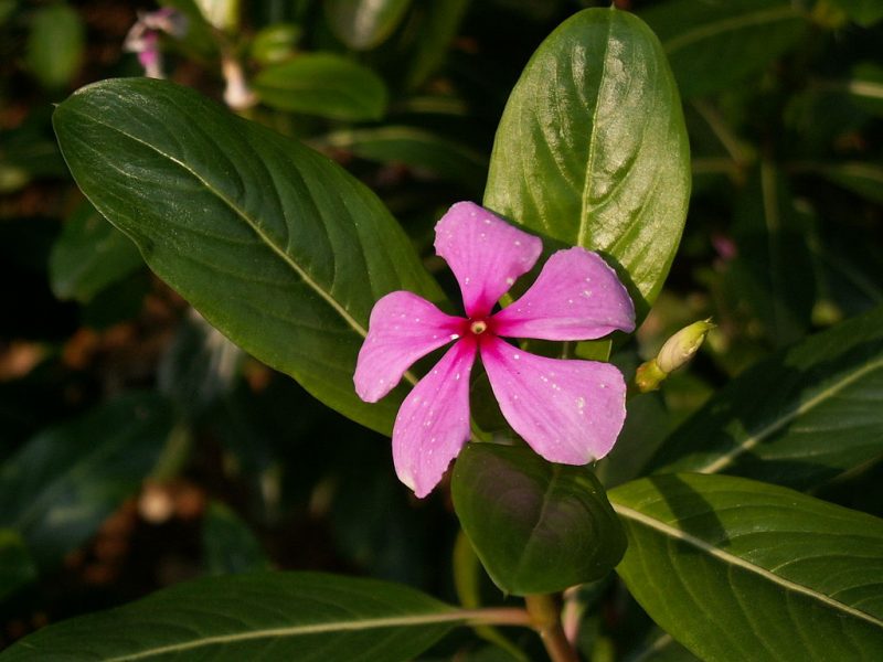 Madagascar periwinkle , a delicate pink flower