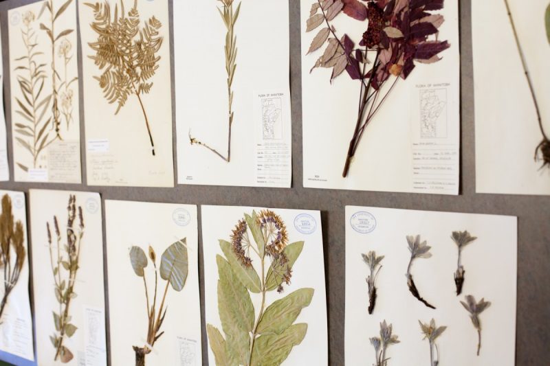 Herbarium Plants