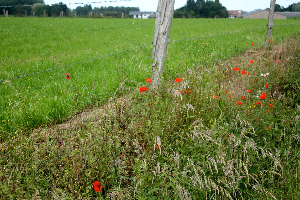 Bright red poppies pepper the roadsides in the South Salient. // Photo from Paul Panchyshyn