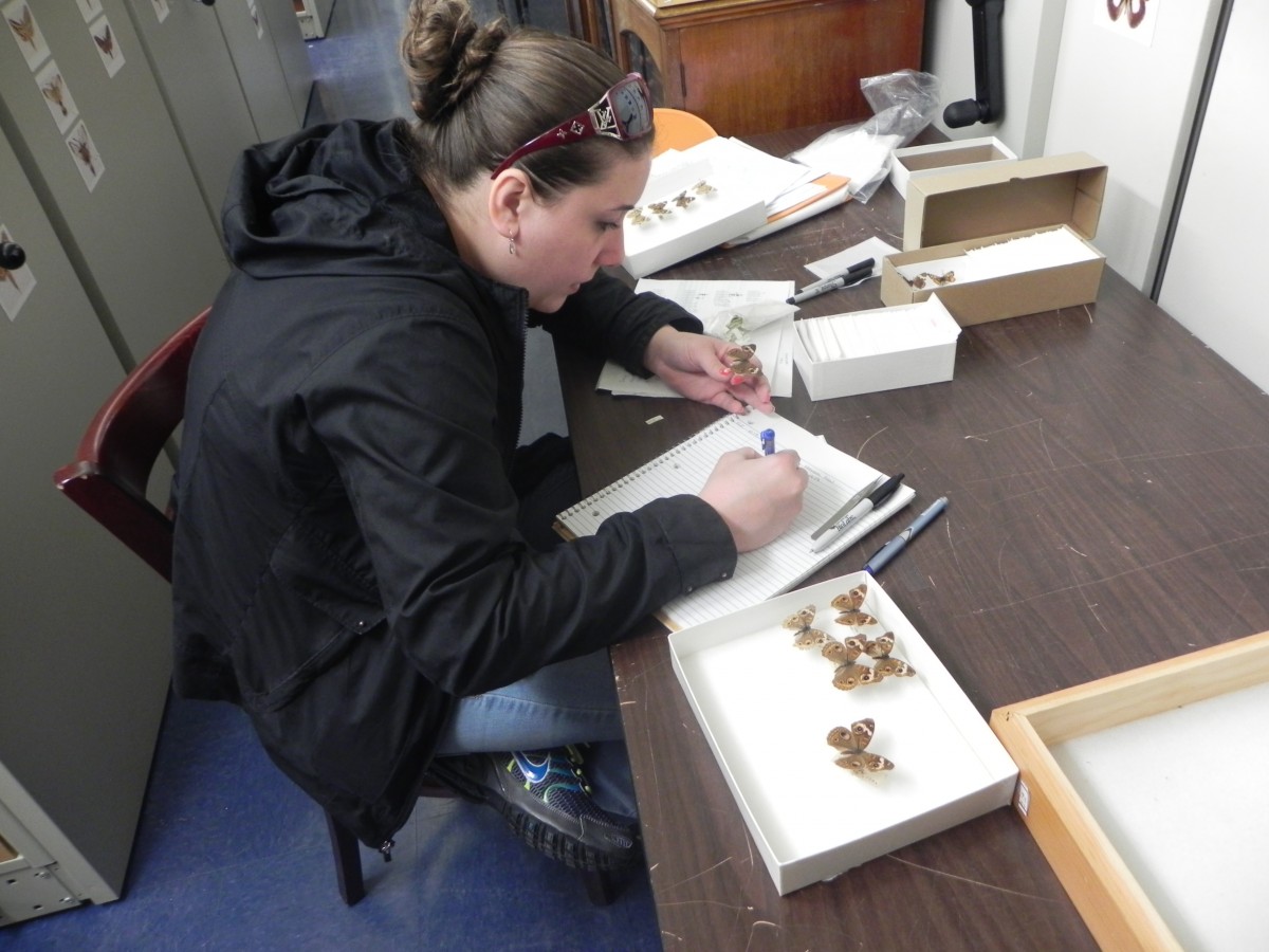 Grad student Melanie Lalonde is fascinated by lepidoptera