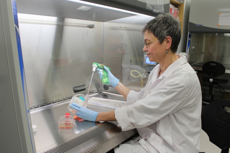Dr. Sabine Hombach-Klonisch sits behind a protective shield. She is wearing a white lab coat and is holding a pipette and a container. 