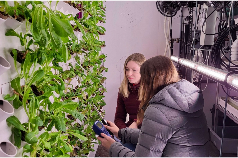 Two people kneel next to green vegitables.