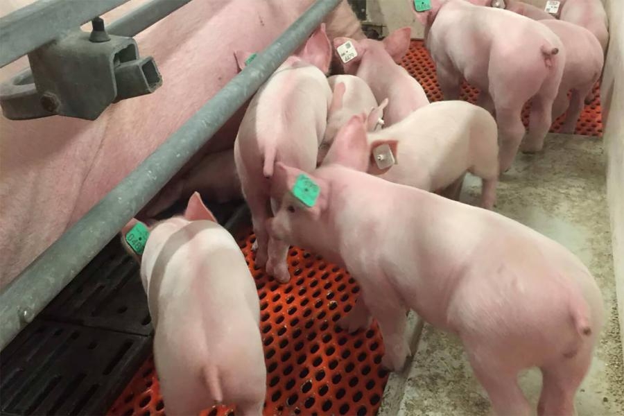Pigs in the barn at the Bruce D. Campbell Farm and Food Discovery Centre